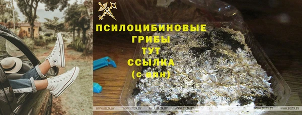 ГАЛЛЮЦИНОГЕННЫЕ ГРИБЫ Аркадак
